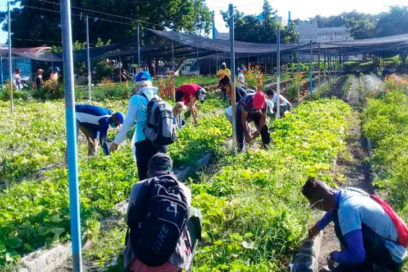 La CTC en Las Tunas impulsa movimientos productivos