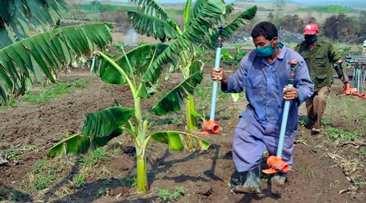 Recuperar las plantaciones plataneras resulta esencial. Foto: Periódico 5 de Septiembre