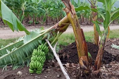 Leves afectaciones por las lluvias en Granma