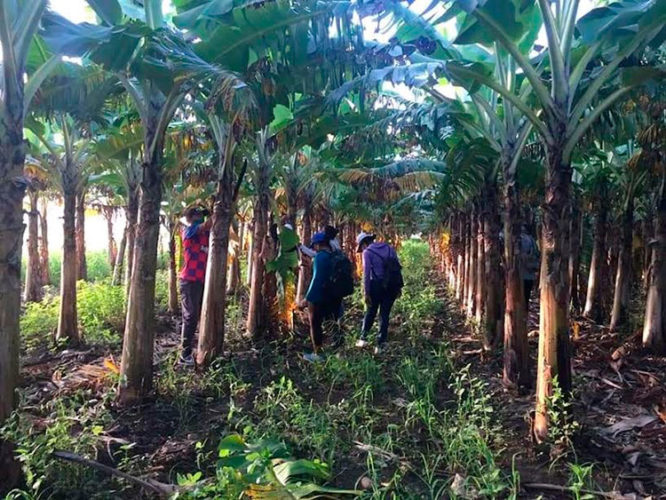 El aporte a la producción de alimentos centró las jornadas productivas de este fin de semana en Sancti Spíritus. Foto: Tomada de Facebook