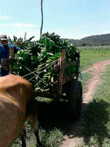 Ante la llegada de Elsa, se acopian los cultivos en pico de cosecha. Foto: María Elvira Dávila