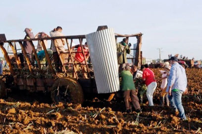 Cienfuegos: celebración en el surco