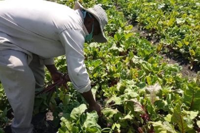 Prevén concluir afiliación de usufructuarios de tierra antes de fin de año