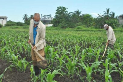 Aporta empresa estatal al autoabastecimiento en Artemisa