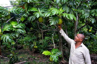 Microindustria en Isla de la Juventud obtendrá harina del árbol del pan