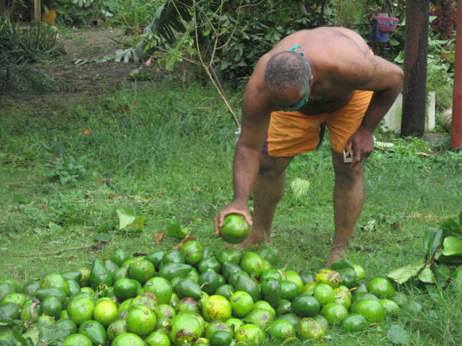 En gesto solidario, el damnificado Florencio Mirecy Alarcón, donará a centros de aislamiento más de 200 aguacates arrancados por la fuerza de los vientos. Foto: Osvaldo Pupo.