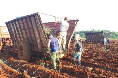Trabajo productivo impulsa siembra de caña en Matanzas (+Fotos)