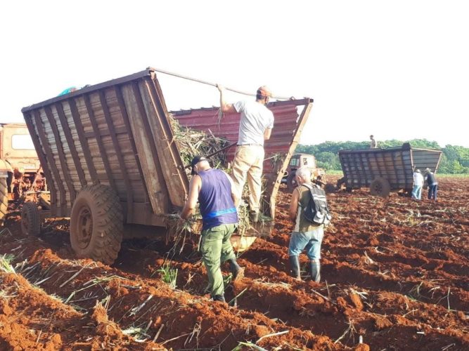 Las jornadas productivas se agradecen mucho en la provincia de Matanzas. Foto: Noryis.