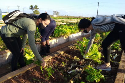 Matanzas: Avanza recuperación de una estratégica fuente alimentaria