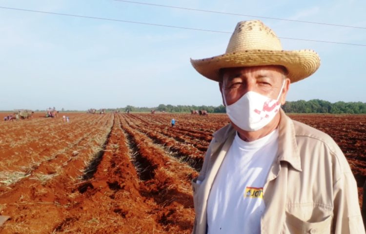 La UBPC Cuba Libre lleva dos años consecutivos cumpliendo su plan de siembra y en esta campaña debe sobrepasar las 70 hectáreas por encima del plan, asegura Rogelio Ramírez. Foto: Noryis