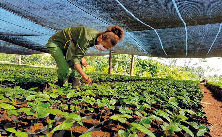 Se crean viveros en las zonas de cultivo para propagar simientes traídas desde Vietnam. Foto: Ana Margarita González