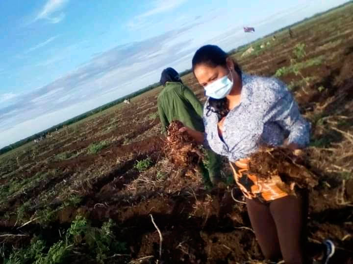 Desde bien temprano este domingo trabajadores camagüeyanos sembraron 15 hectáreas de plátano. Foto: Tomada del perfil de Facebook de Leonardo Barroso Domínguez