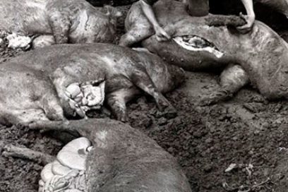 Cuba emite Alerta sanitaria por brote de la peste porcina africana en República Dominicana