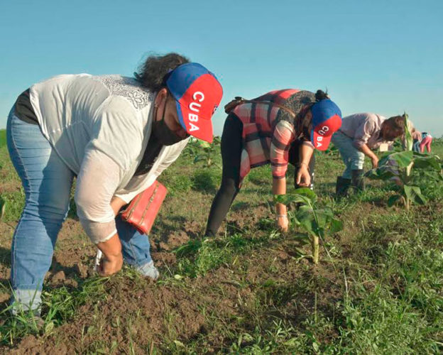 El aporte de los distintos sindicatos a las labores agrícolas en Pinar del Río, ya es habitual, siempre encuentran motivaciones para volver una y otra vez al surco. Foto: Pedro Paredes Hernández