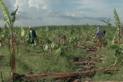 Pinar en recuperación