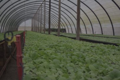 Tabaco: aclaraciones sobre pago a productores y perspectivas de desarrollo