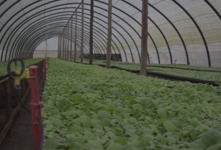 En cuanto a generalización de tecnologías, el empleo de casas de cultivo para los semilleros en una de las ya consolidadas, y estas infraestructuras se usan para la producción de alimentos al concluir cada campaña. Foto: de Pedro Paredes Hernández