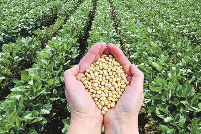Avanza campaña de frío en Holguín con cultivo de granos