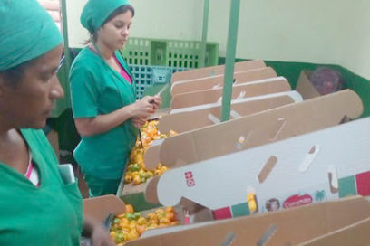 Cuba continúa exportación de ají picante