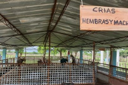 Impulsan ganadería menor de cara al autoabastecimiento de Isla de la Juventud