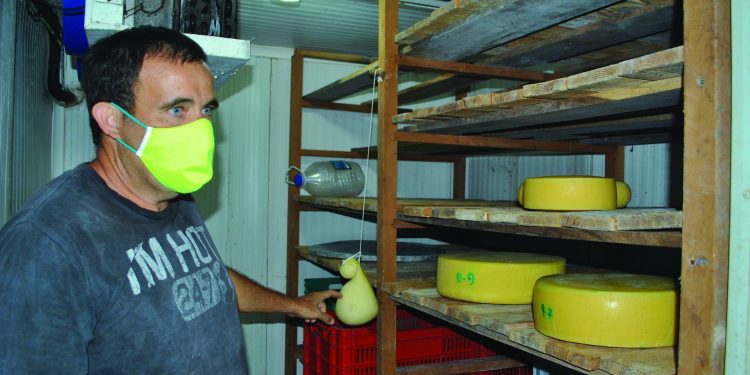 El ingeniero químico Raúl Abréu Gómez, Máster en Ciencias en Ingeniería en Procesos Biotecnológicos, junto a sus quesos. Foto: Humberto Lister/El Artemiseño