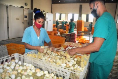 Sin descanso en centro avícola de Artemisa