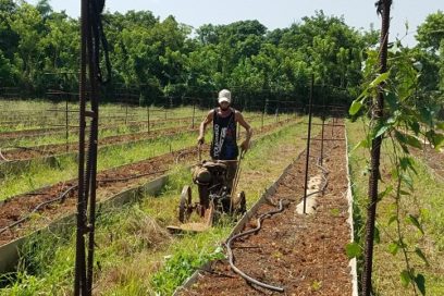 Organopónico Fontanar: ¿De vuelta a la vida?