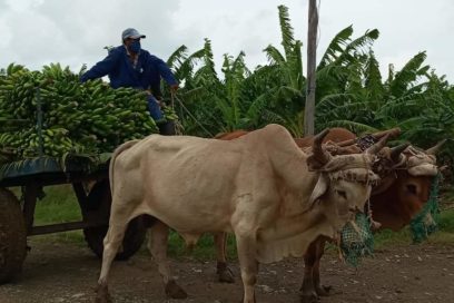Granma por más producción de alimentos    