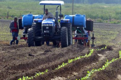 Flexibilizan en Cuba relación laboral y salarial del trabajador agropecuario con nuevo modelo de gestión económica