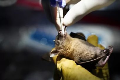Científicos franceses hallan en murciélagos virus afín al SARS-CoV-2