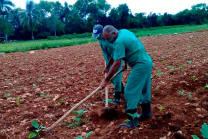 Aceleran en Granma el fomento de la producción agropecuaria