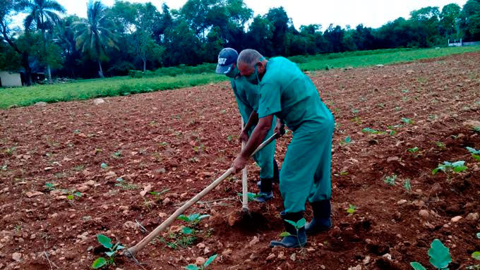 En su última visita a la provincia de Granma Salvador Valdés Mesa, Vicepresidente de la República de Cuba, destacó que el país está inmerso en varios programas de prioridad por lo que los municipios inminentemente agrícolas sustentarán su desarrollo a partir de lo que sean capaces de producir. Foto: La Demajagua