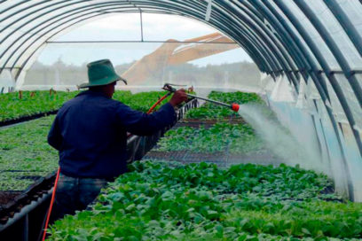 Tabacaleros en Pinar del Río se recuperan y preparan próxima campaña