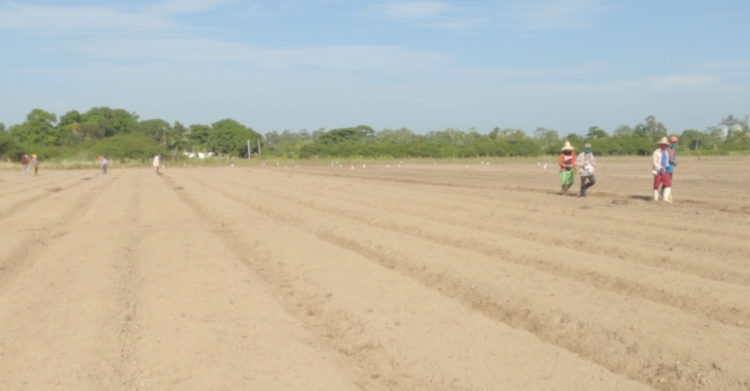 La riega de semilleros garantizará la disponibilidad de posturas para cuando comiencen las siembras en los primeros días de octubre. Foto: Pedro Paredes Hernández