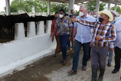 Visitó Díaz-Canel cooperativa en Melena del Sur para evaluar logros productivos