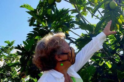 Variedad de la fruta del pan con loables resultados en Isla de la Juventud