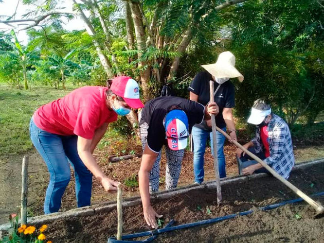 Dirigentes políticos y sindicales junto a trabajadores concretaron importantes labores agrícolas. Foto: Cortesía de la CTC