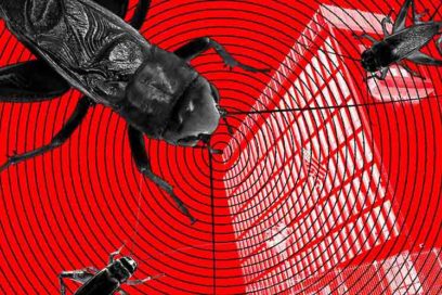 Estados Unidos y los ataques sónicos: de la microonda al grillo