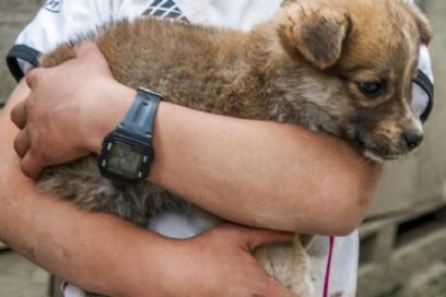 Cuba celebra Día mundial de animales con Decreto-Ley sobre Bienestar Animal (+Fotos)