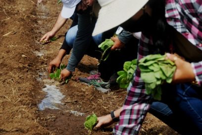 Plantarán  en Las Tunas 600 hectáreas de tabaco