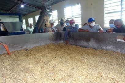 Funciona en Cienfuegos primera planta productora de harina de yuca
