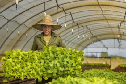 Inicia mañana siembra de tabaco en el país