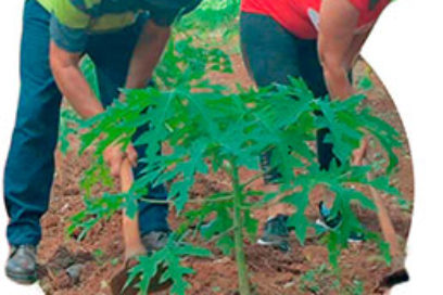 Amor, campo y frutos