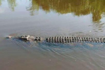 Cocodrilos en río Sagua preocupa a autoridades del Citma y la ORSA