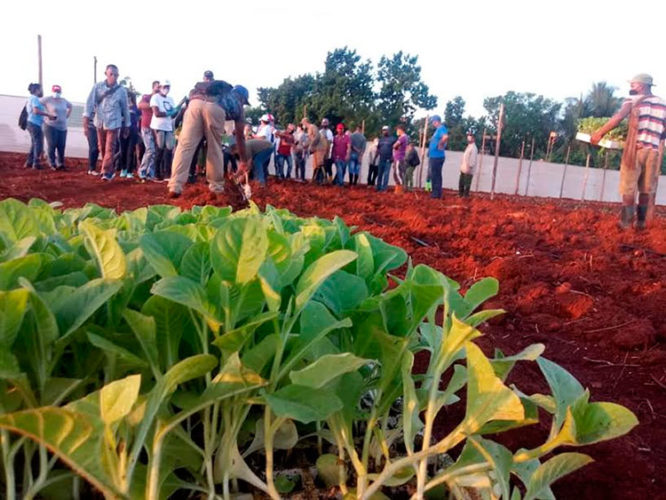Este es un cultivo muy sensible y su siembra merece mínimos conocimientos, de ahí el comenzar con una capacitación. Foto: Renier del Pino Cejas, de Radio Artemisa en predios de la UBPC Felipe Herrera de San Antonio de los Baños