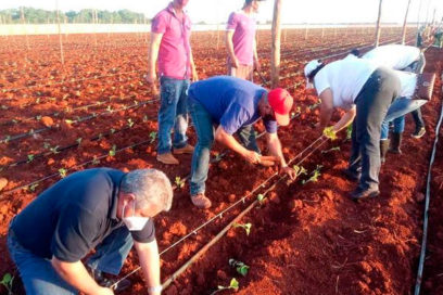 Otro 10 de Octubre de frente al tabaco en Artemisa (+ Fotos)