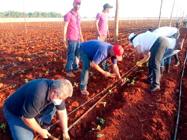 Ulises Guilarte, secretario de la CTC, también convidó a potenciar la calidad en la siembra de tabaco, definitoria para la economía cubana. Foto: Renier del Pino Cejas, de Radio Artemisa en predios de la UBPC Felipe Herrera de San Antonio de los Baños