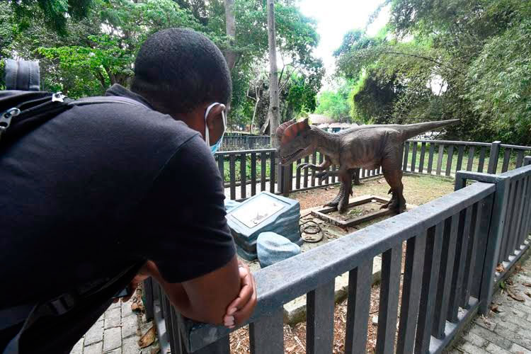 Un hombre observa un dinosaurio exhibido en el parque temático, en La Habana, el 31 de octubre de 2021. Foto: Joaquín Hernández Mena/Trabajadores