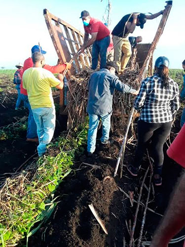 Lo apremiante y primordial: Crecer en la producción de caña. Foto: William Licourt González