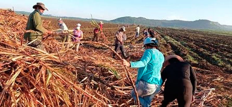 En apoyo a la contienda azucarera se realizan trabajos productivos en la siembra de caña. Foto: CTC Santiago